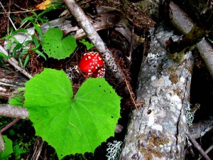 IMG_0054-1