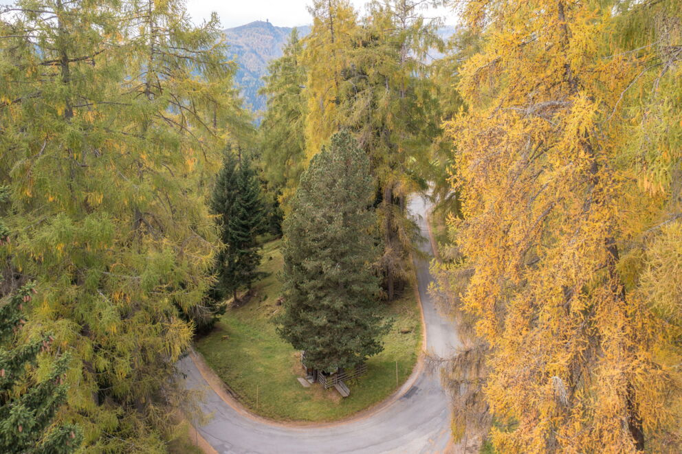 Serpentinenstraße durch herbstlichen Wald, umgeben von goldenen und grünen Bäumen.