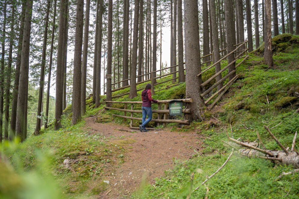 Person wandert auf einem Waldweg, umgeben von hohen Bäumen und hölzernem Zaun.