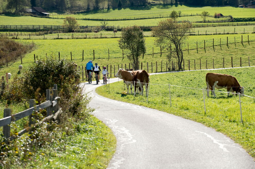 Familie radelt auf ländlichem Weg, umgeben von Weiden und grasenden Kühen.