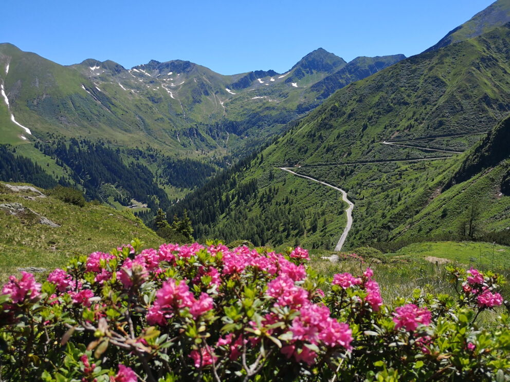 Alpenlandschaft mit pinken Alpenrosen und geschwungener Bergstraße im Hintergrund.