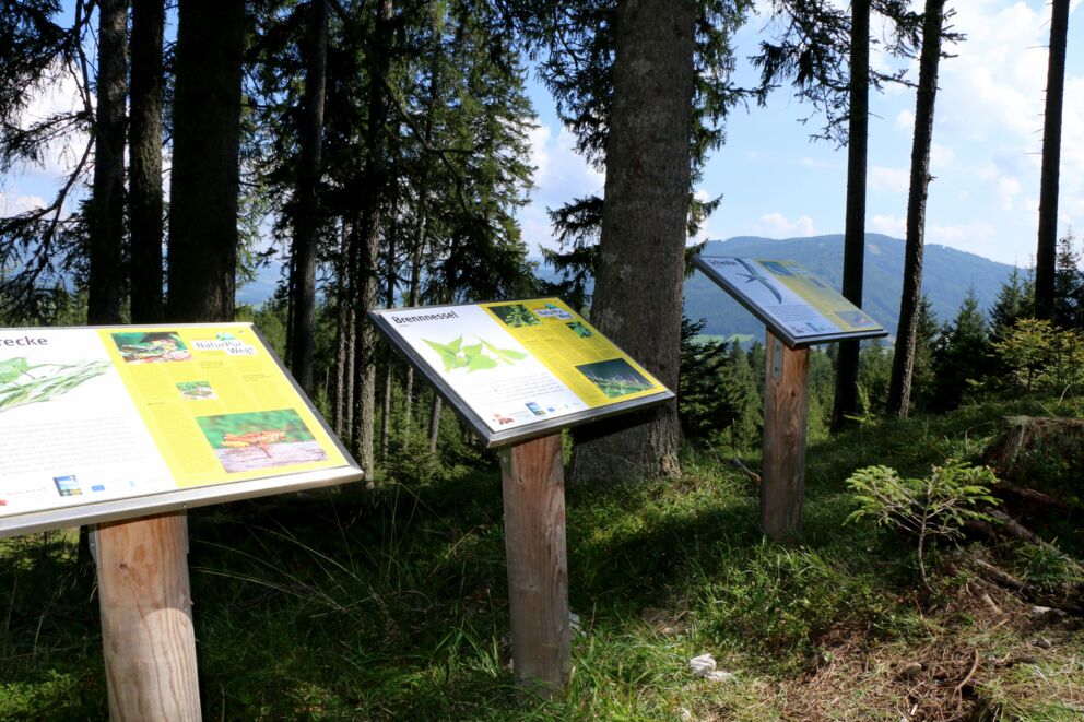 Drei Informationstafeln im Wald mit Blick auf die Berge und Pflanzenbeschreibungen.