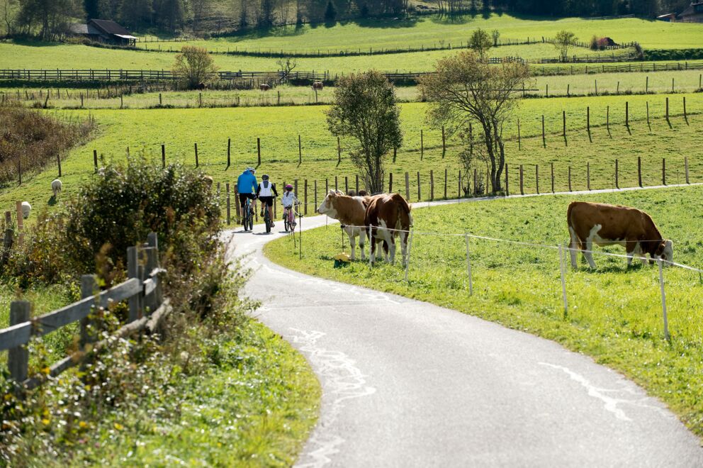 Familie radelt auf ländlichem Weg, umgeben von Weiden und grasenden Kühen.