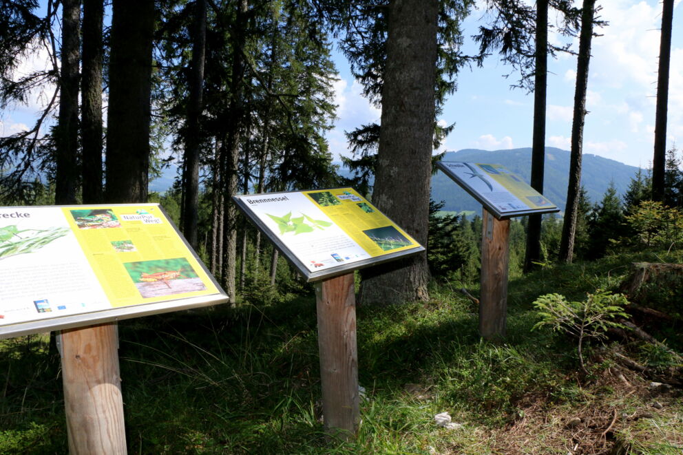 Drei Informationstafeln im Wald mit Blick auf die Berge und Pflanzenbeschreibungen.