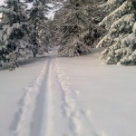 Verschneiter Winterwald
