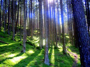 Sommerurlaub im Lungau