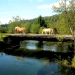 Reiten und Kutschenfahren