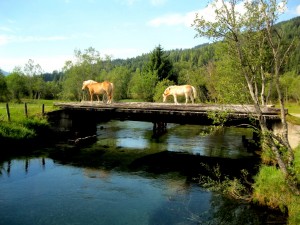 Reiten und Kutschenfahren in Österreich