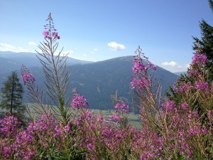 Wandern am Aineck im Lungau