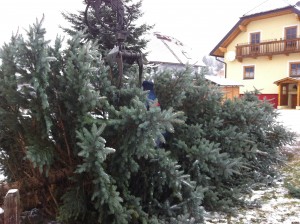 Der Christbaum ist umgeschnitten