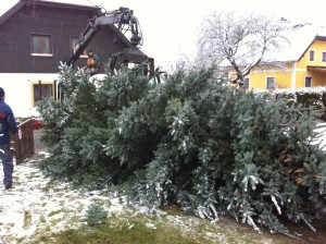 4-Sterne Christbaum