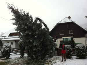 Christbaum beim Umschneiden